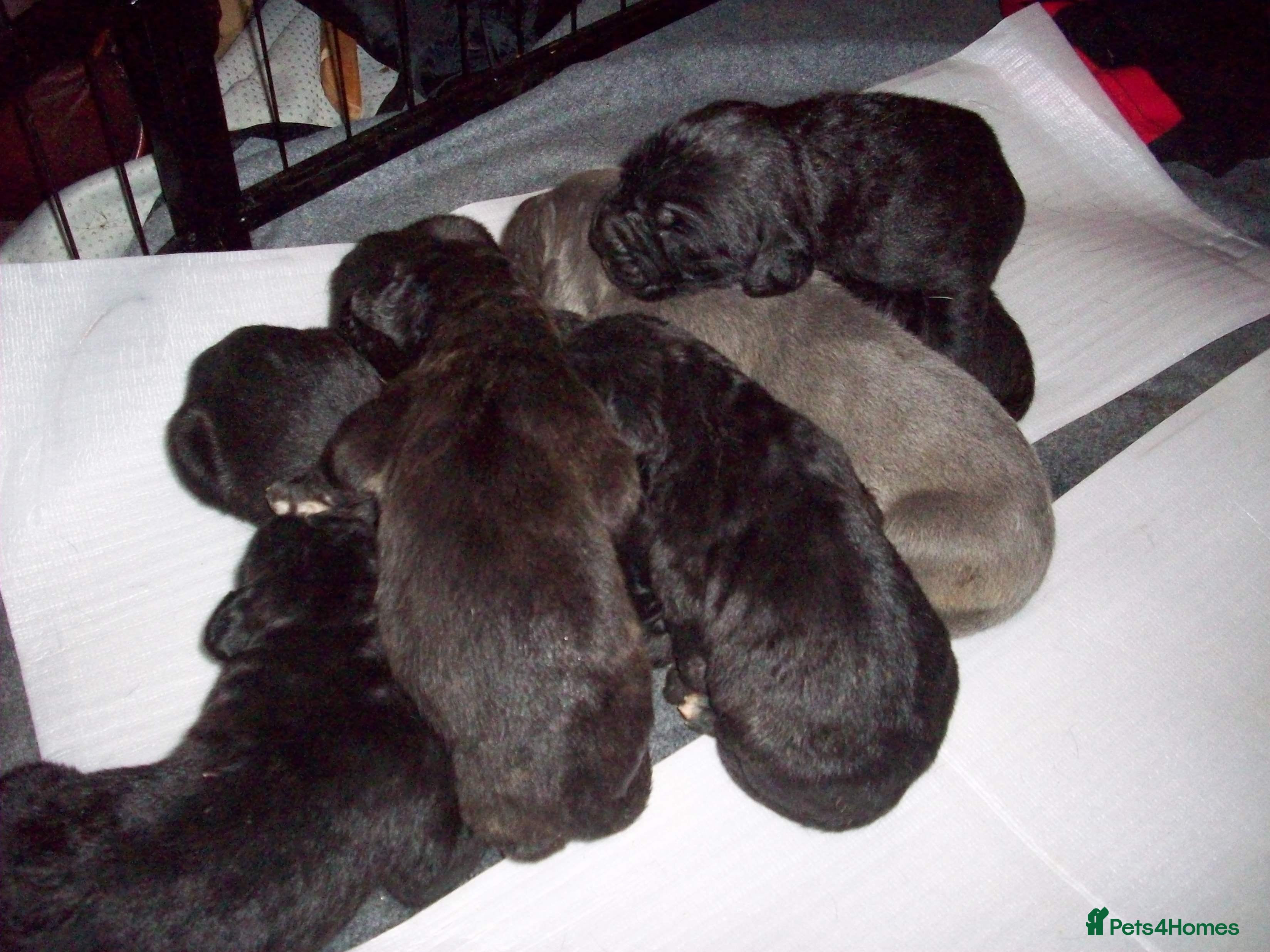 Cane Corso dogs Beautiful 100% pure Cane Corso puppies for sale. - Advert 1