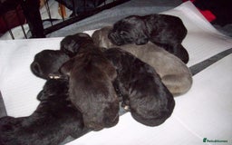 Cane Corso dogs for sale: Beautiful Cane Corso puppies for sale. - Advert 9