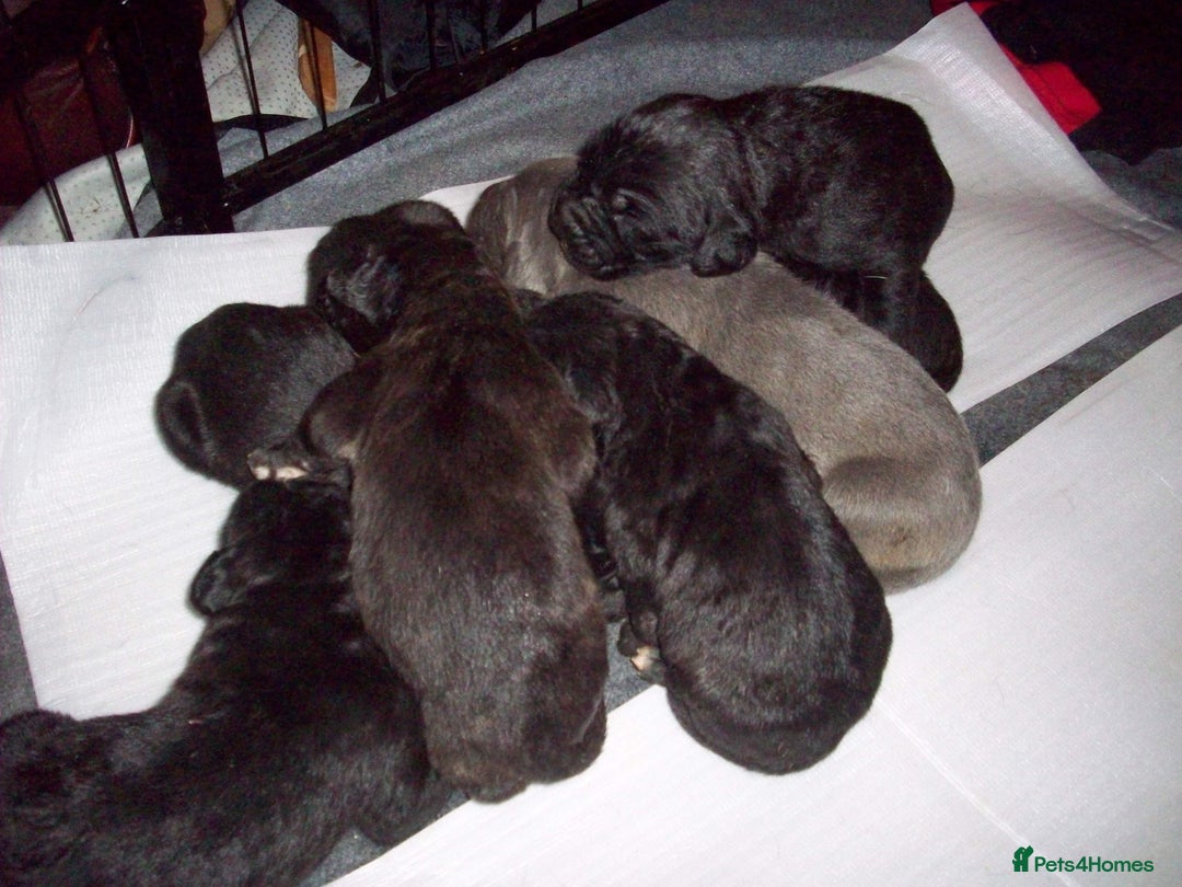 Cane Corso dogs for sale: Beautiful Cane Corso puppies for sale. - Advert 9