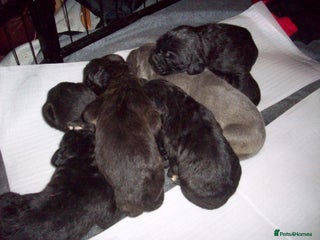 Cane Corso dogs Beautiful 100% pure Cane Corso puppies for sale. - Advert 15