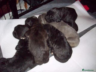 Cane Corso dogs Beautiful 100% pure Cane Corso puppies for sale. - Advert 5