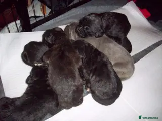 Cane Corso dogs Beautiful 100% pure Cane Corso puppies for sale. - Advert 4