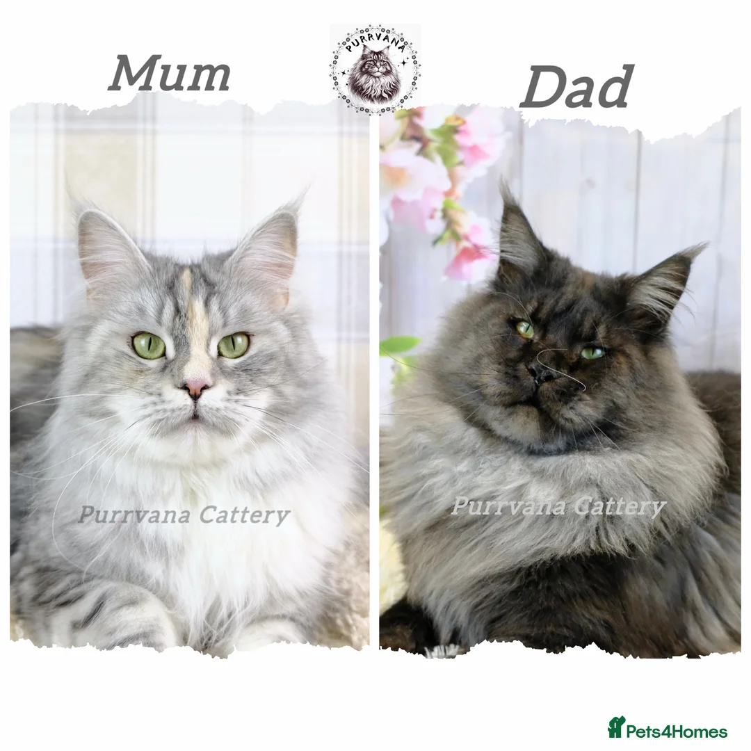 Maine Coon cats for sale: TICA registration Maine coon kittens Ready Now - Advert 11