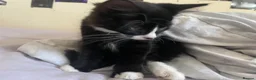 Mixed Breed cats for sale: boy and girl kitten - one black, one white + black - Advert 3