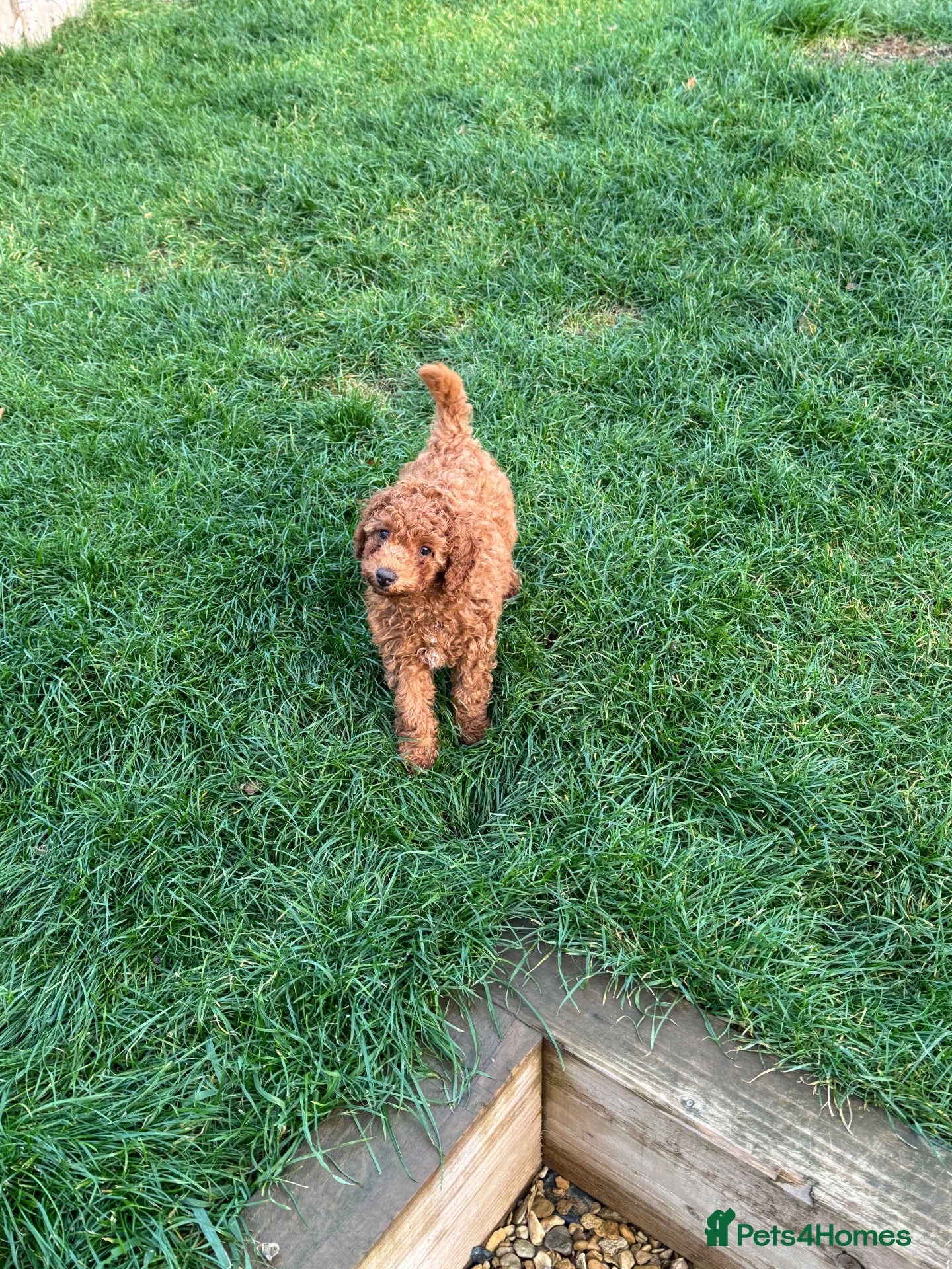 Cockapoo dogs for sale: gorgeous last red girl cockapoo ready for to go  - Advert 19