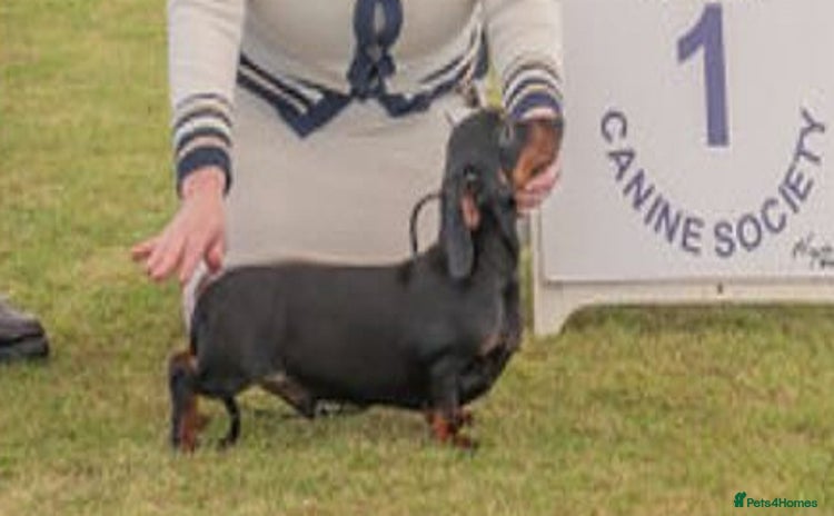 Miniature Dachshund dogs - Advert 3