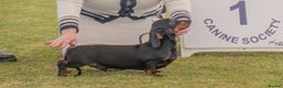 Miniature Dachshund dogs for stud: Black and Tan Miniature Smooth Stud - Advert 3