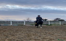Welsh Section A horses for sale: Super child’s pony  - Image 13