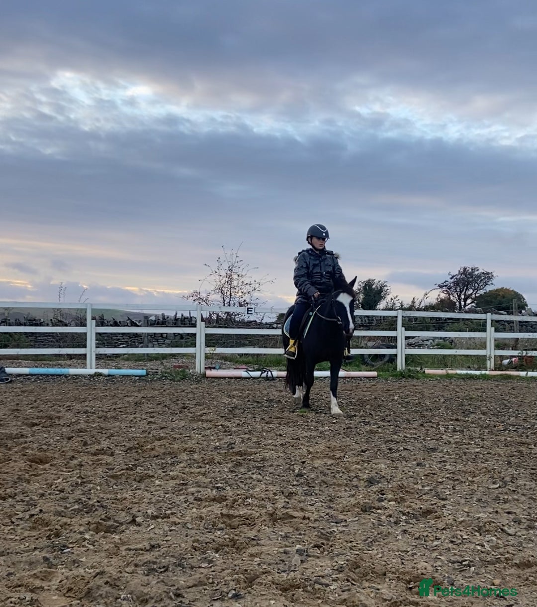 Welsh Section A horses for sale: Super child’s pony  - Image 13