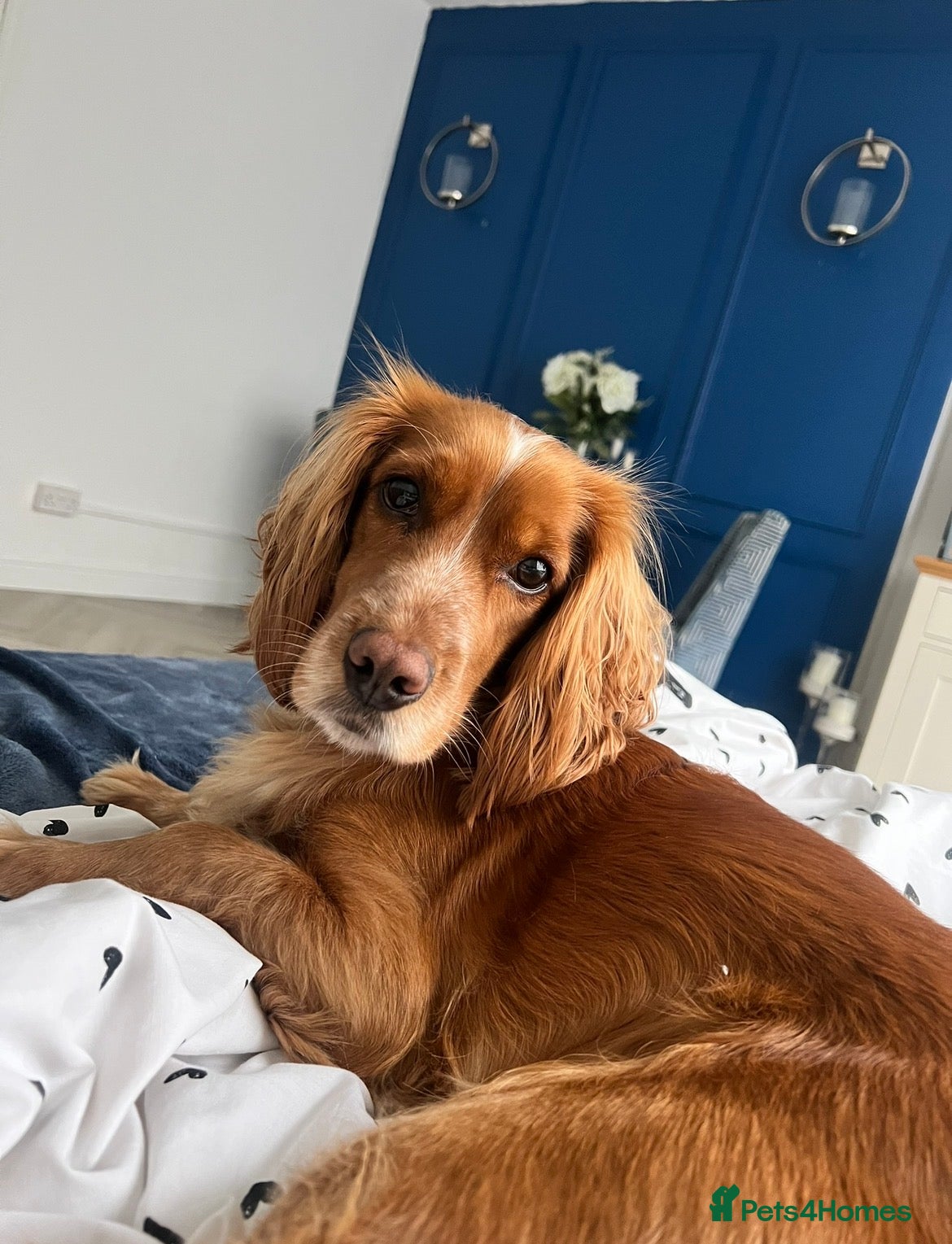 Cocker Spaniel dogs Beautiful KC reg cocker spaniels  - Advert 1