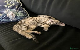 Bengal cats for sale: Beautiful Bengal boy for sale (read full ad) - Image 9