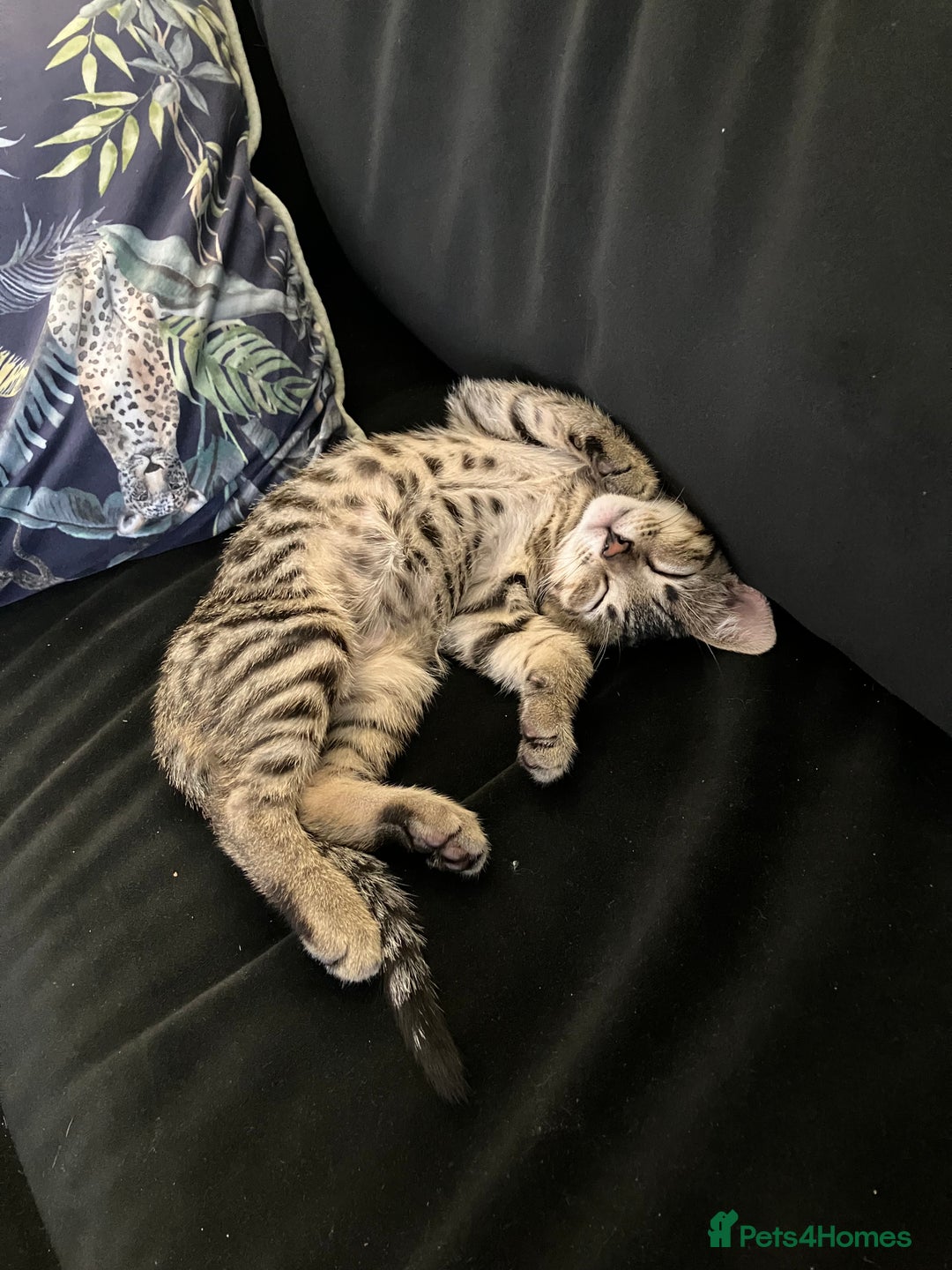 Bengal cats for sale: Beautiful Bengal boy for sale (read full ad) - Image 9