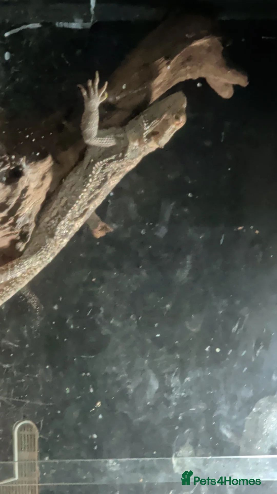 Bearded Dragon reptiles for sale: 10 month old female bearded dragon  in Chesterfield - Advert 2