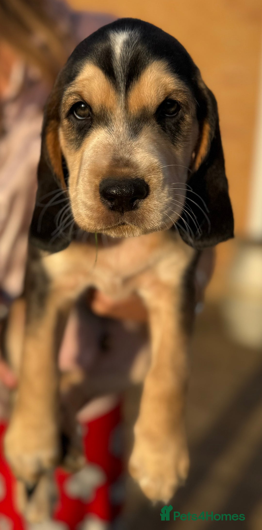 Cockerdor dogs for sale: Cockerdor puppies ready 10th October.  - Image 1