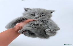 British Shorthair cats for sale: British Shorthair kittens ready mid-October - Image 6