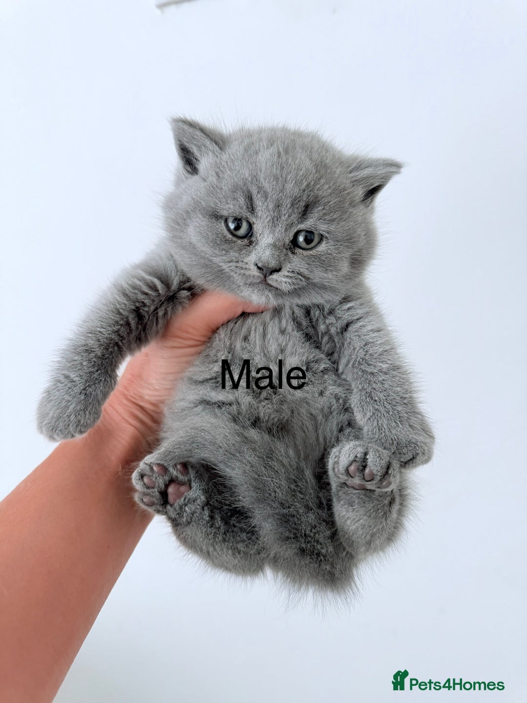 British Shorthair cats for sale: British Shorthair kittens ready mid-October - Image 6