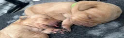 Labrador Retriever dogs for sale: 7 Labrador puppies available. 2 boys, 5 girls.  - Advert 12