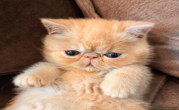 Exotic cats Supreme Quality Exotics - TICA reg - Advert 1