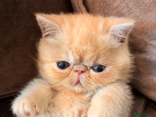 Exotic cats Supreme Quality Exotics - TICA reg - Advert 12