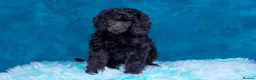 Standard Poodle dogs for sale: Showbred Standard Poodle Puppies - Advert 3