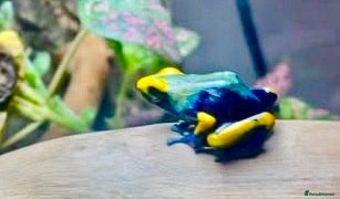 Frog reptiles Poison Dart Frogs (NOT POISONOUS) - Advert 5