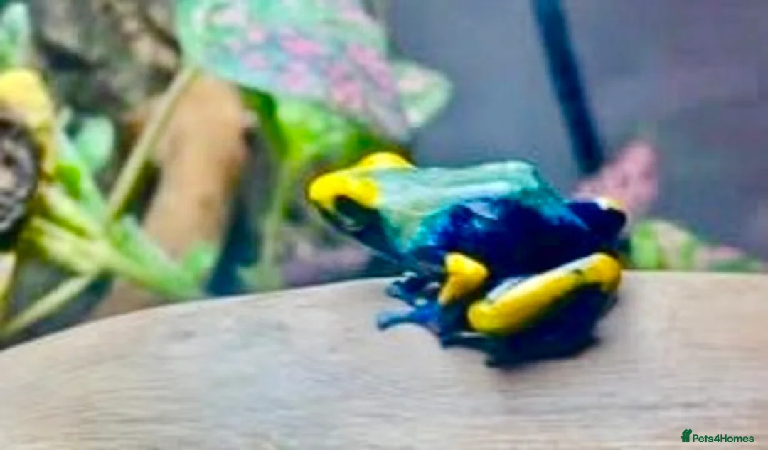 Frog reptiles for sale: Poison Dart Frogs (NOT POISONOUS) in High Wycombe - Advert 1
