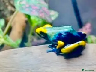 Frog reptiles Poison Dart Frogs (NOT POISONOUS) - Advert 1