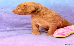 Mini Goldendoodle dogs for sale: Gorgeous Mini Goldendoodles By Therapy Asst Mom - Image 22