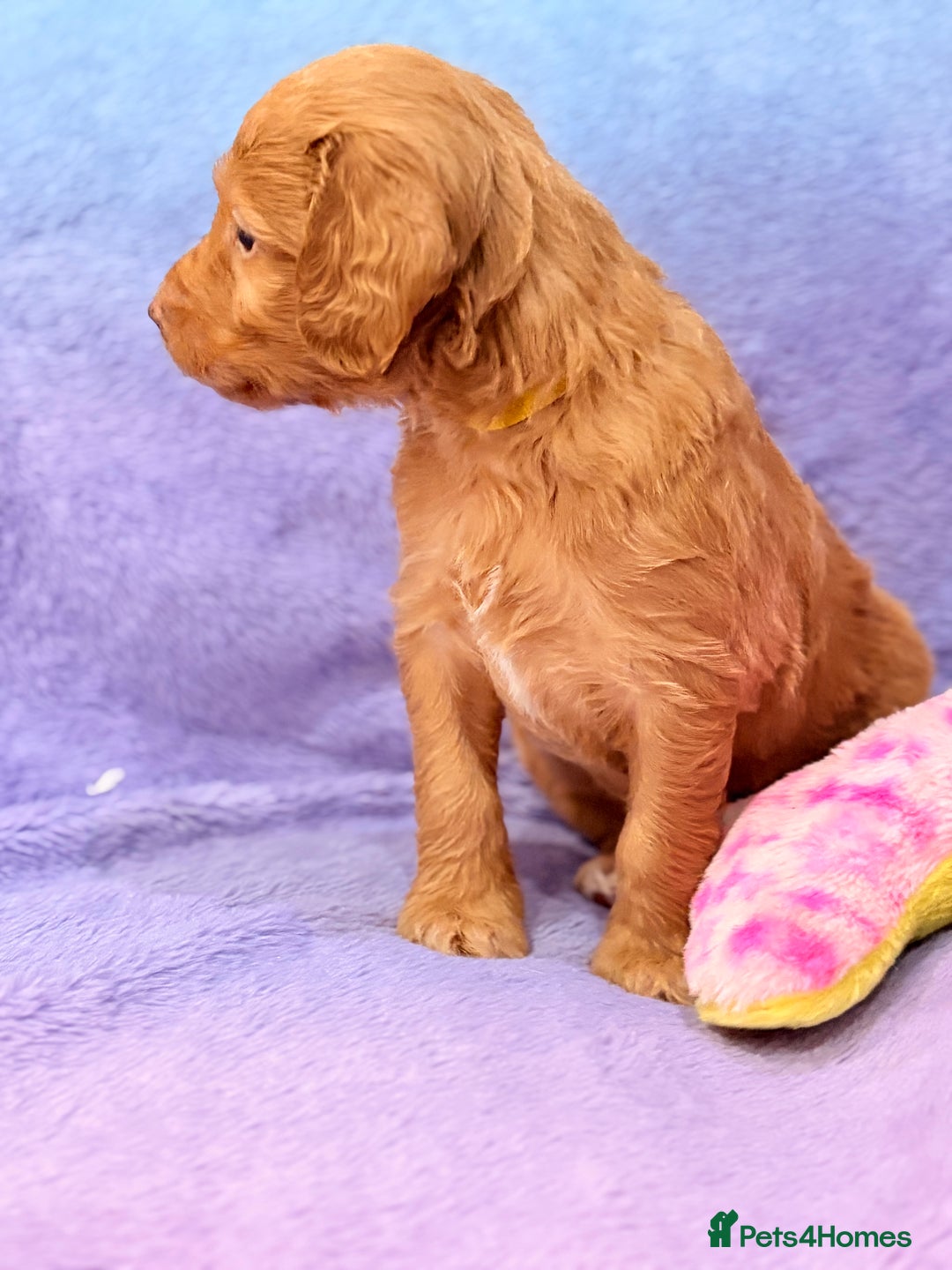 Mini Goldendoodle dogs for sale: Gorgeous Mini Goldendoodles By Therapy Asst Mom - Image 22