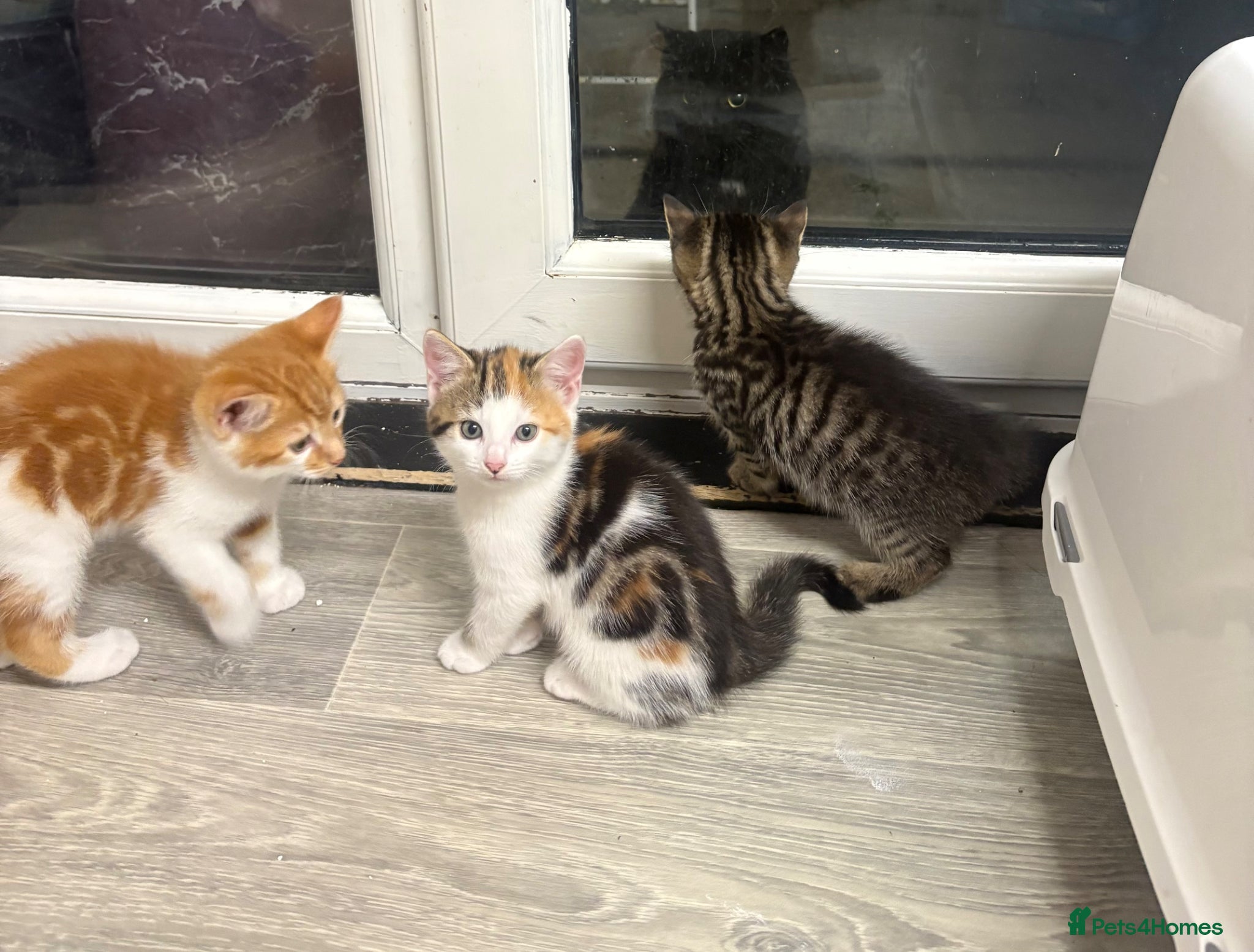 Mixed Breed cats for sale: 4girls 1boys mixed bengal kittens  in Maidstone - Advert 2