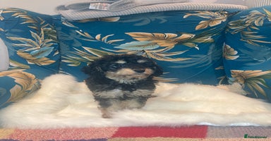 Cavapoo dogs - Advert 1