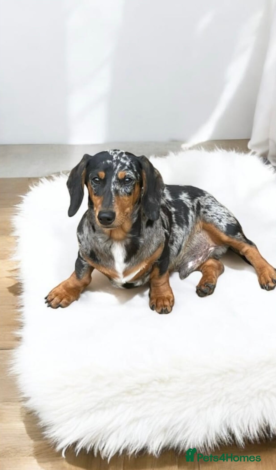 Miniature Dachshund dogs for sale: Stunning litter of Dapples 5 ⭐ Licensed Breeder - Image 20