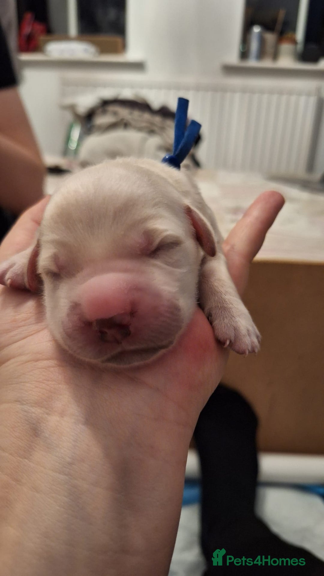 Golden Retriever dogs for sale: European bloodline GR puppies  - Advert 18