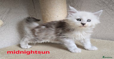 Maine Coon cats - Advert 10