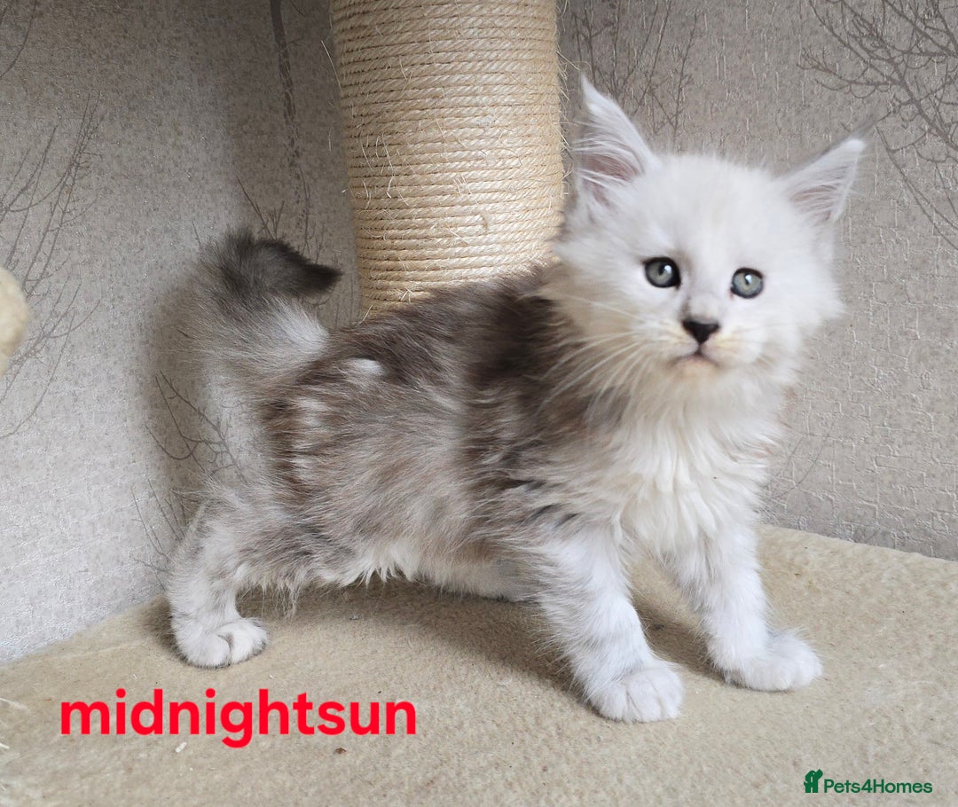 Maine Coon cats for sale: RARE Maine Coon Kittens Black Shaded  - Image 4
