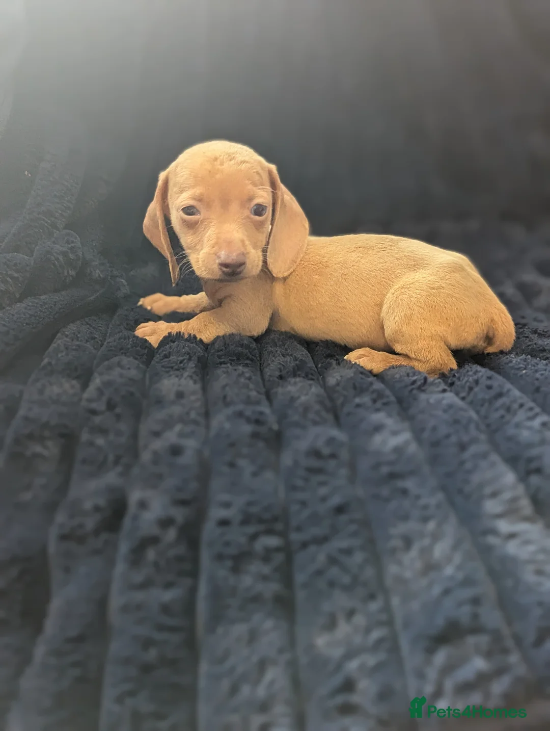 Miniature Dachshund dogs for sale: Miniature dachshund puppies  - Advert 8