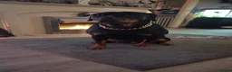 Rottweiler dogs for sale: Litter of beautiful rotty pups - Advert 3