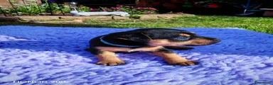 Mixed Breed Puppy 2