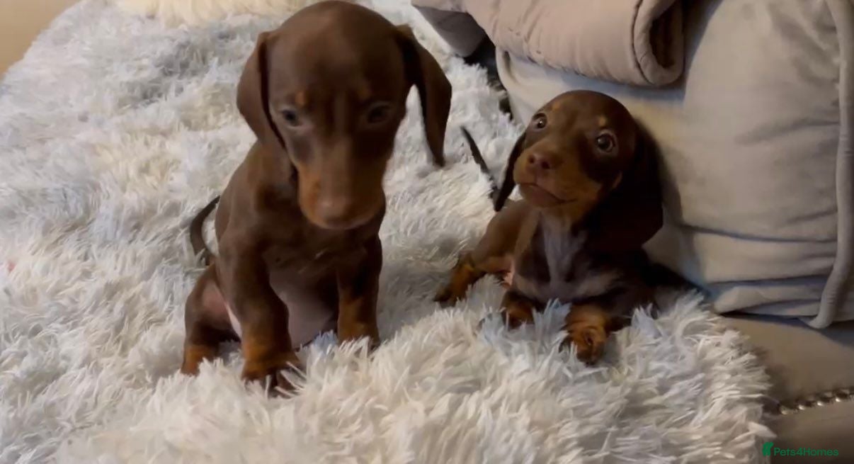 Miniature Dachshund dogs Miniature dachshund  - Advert 2