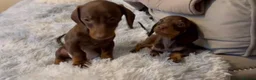 Miniature Dachshund dogs for sale: Miniature dachshund  - Advert 1