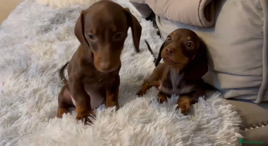 Miniature Dachshund dogs for sale: Miniature dachshund  - Advert 1