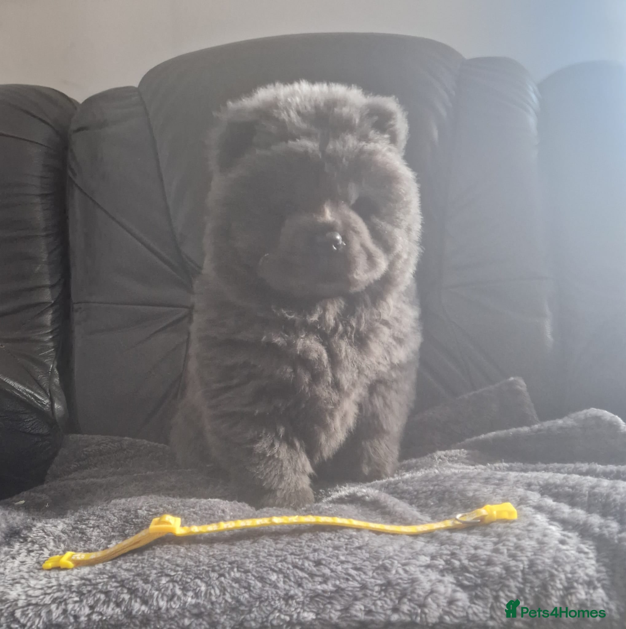 Chow Chow dogs Reduced £2400 LAST BLUE KC FEMALE AVAILABLE. - Advert 2