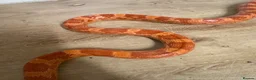 Corn Snake reptiles for sale: Amel Corn Snake High Red Line, Adult Male - Advert 5