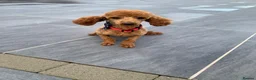 Cockapoo dogs for sale: 6 beautiful cockerpoo puppies  - Advert 3