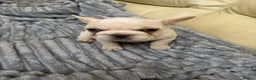 French Bulldog dogs for sale: Female French bulldog  - Advert 8