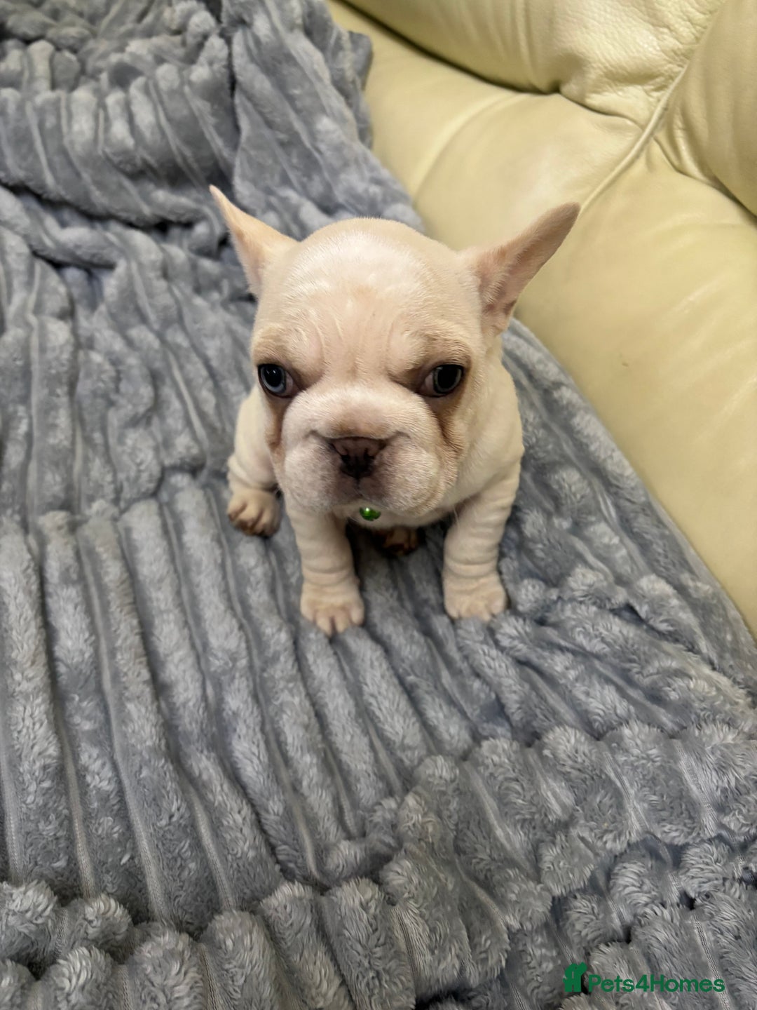 French Bulldog dogs for sale: Female French bulldog  - Advert 8