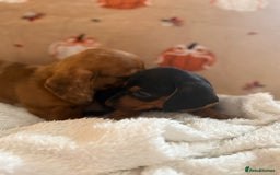 Miniature Dachshund dogs for sale: Top quality Miniature dachshund puppies. - Image 7