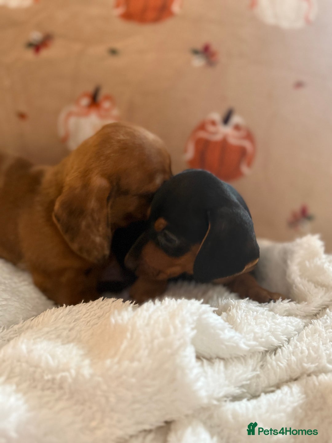 Miniature Dachshund dogs for sale: Top quality Miniature dachshund puppies. - Image 7
