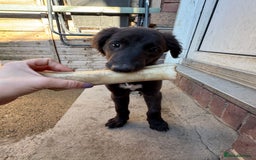 Mixed Breed dogs for sale: wheaten bull saluki whippet greyhounds - Image 7