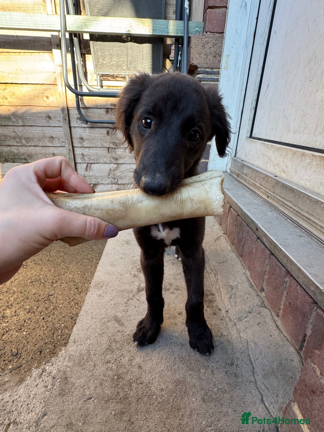 Mixed Breed dogs for sale: wheaten bull saluki whippet greyhounds - Image 7